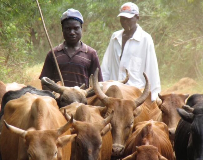 Kenyan farmers herding cattle