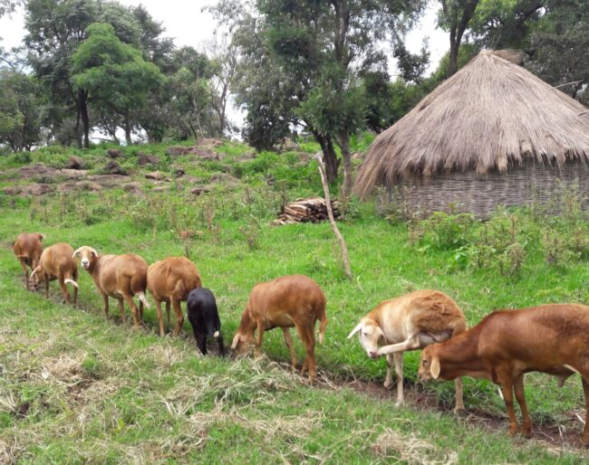 Rainfall drives adaptation in Ethiopian sheep