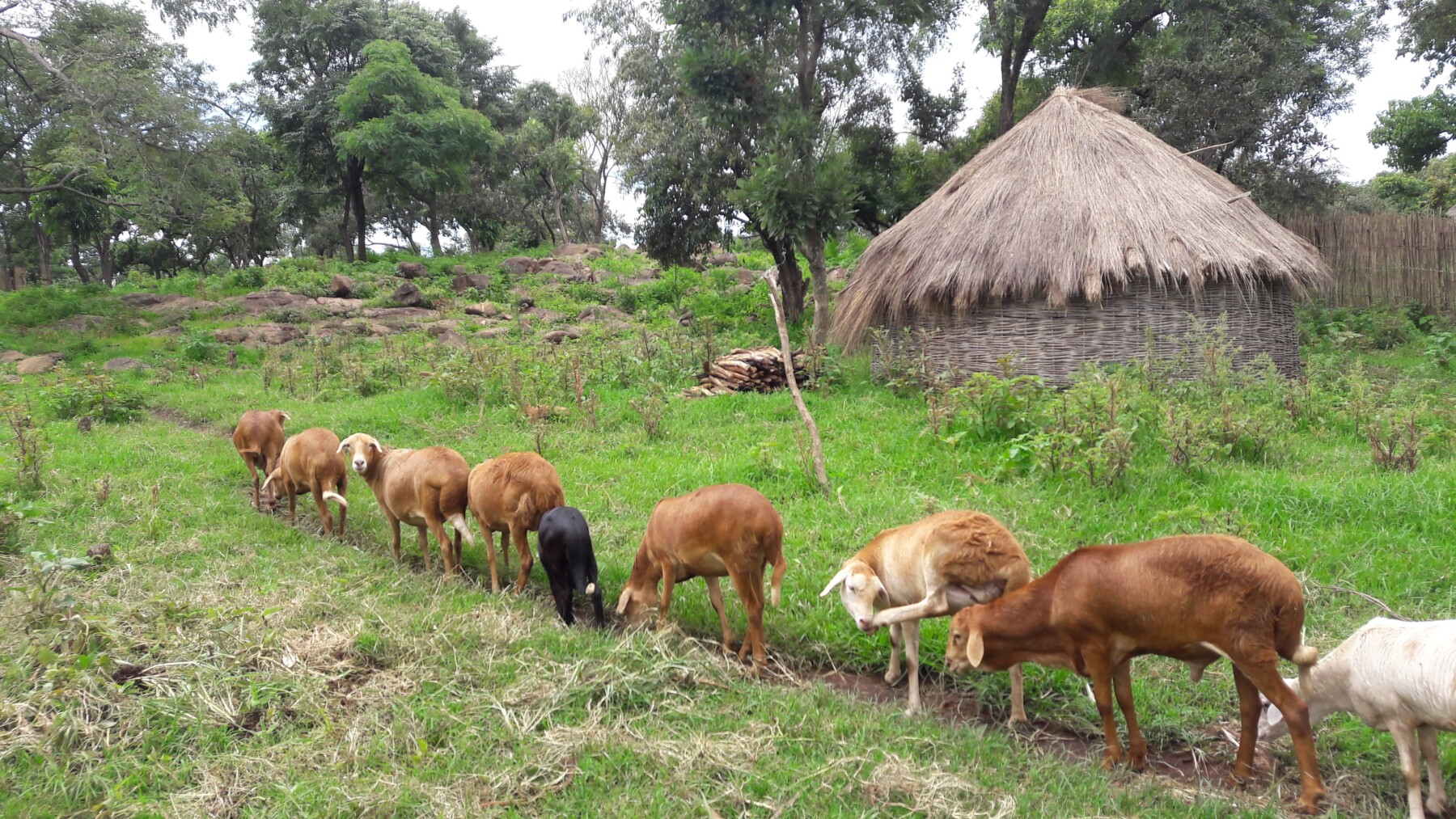 Rainfall drives adaptation in Ethiopian sheep