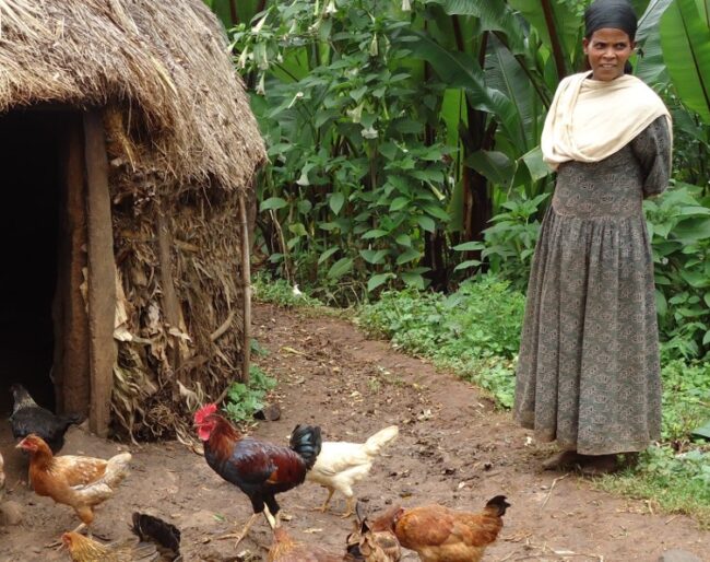 Poultry for smallholder women - copyright ILRI photo credit Kettema Yilma