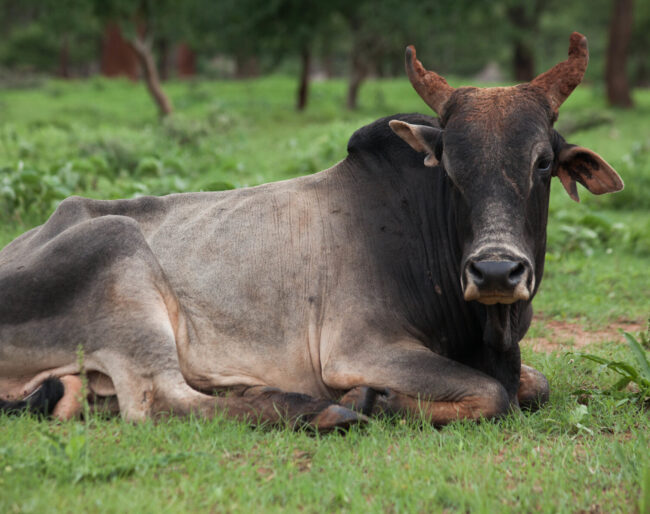 Cattle in Ethiopia