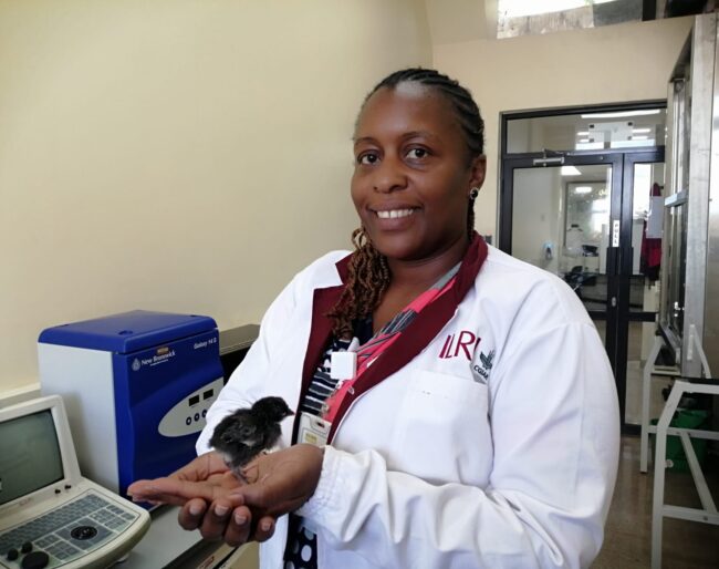 An ILRI scientist in the lab with a small chick perched on hand