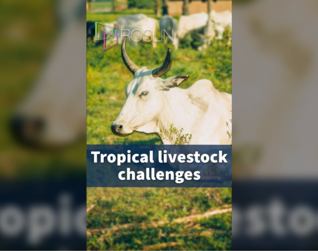 Roslin Reels opening screen - CTLGH, Tropical Livestock Challenges