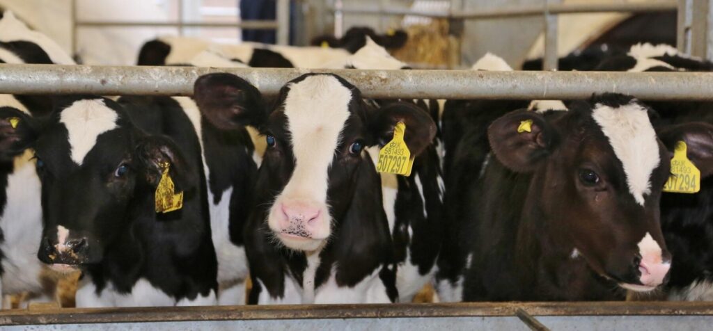 Dairy Cattle in barn on SRUC Crichton farm